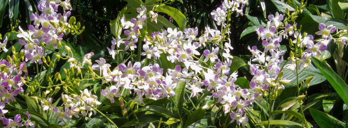 Orchideen im botanischen Garten Singapur