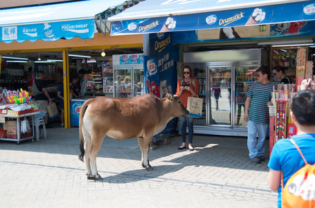 Eine Kuh vorm Kiosk