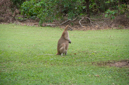 Das erste Wallaby am Cape