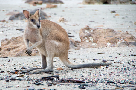 Ein extra kleines Wallaby