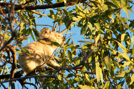 Baby Koala beim Futtern