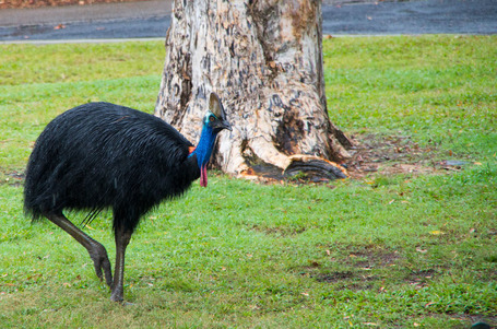 Cassowary auf dem Campingplatz