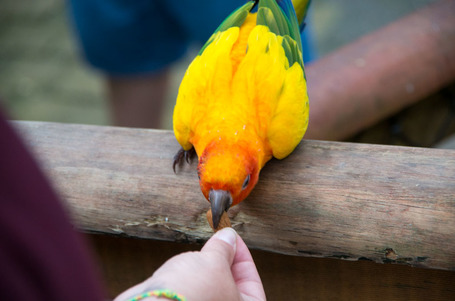 Einer der vielen bunten Vögel.