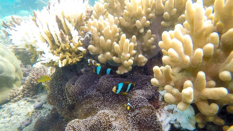 Eine Clownfisch Familie am Moore Reef