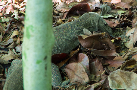 Ein Varan im Botanischen Garten Singapur