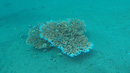Die Korallen unterwasser.