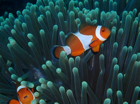 Nemo Familie beim tauchen afgenommen.