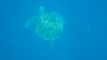 Endlich eine Schildkröte für Steffi