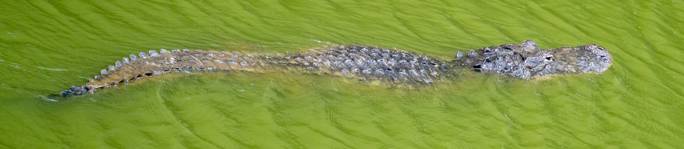 A pretty fat alligator in the Everglades