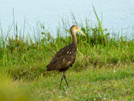 One of the two herons that landed on the lawn in front of the pool