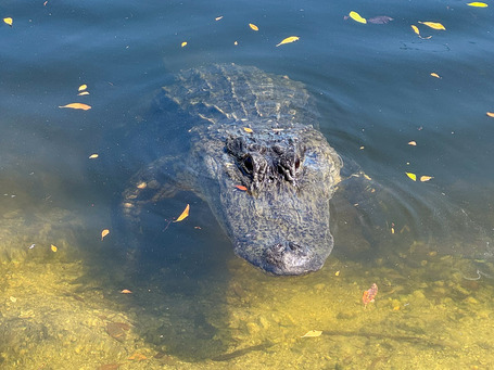 The alligator at Wooten's Everglades Airboat Tours