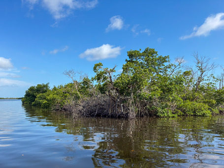 The mangroves in front of the Yucatan Waterfront Bar