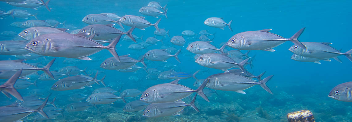 School of fish off the coast of Bali