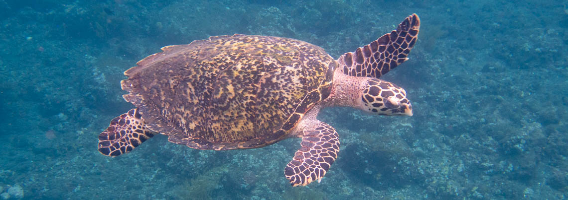 A real hawksbill turtle off the coast of Bali