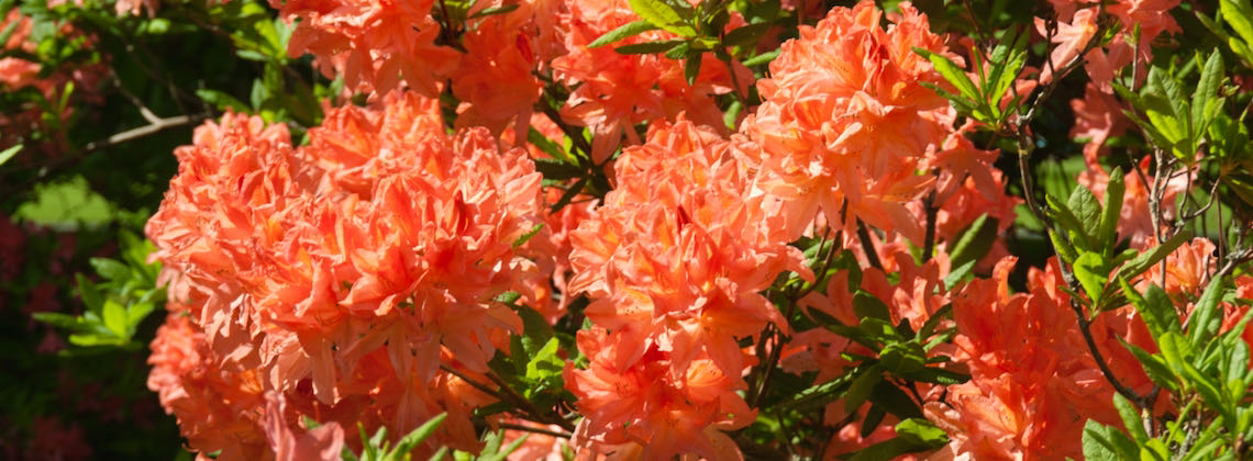 Blumen zum Geburtstag