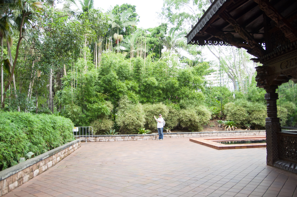 Der riesige Bambus in Brisbane