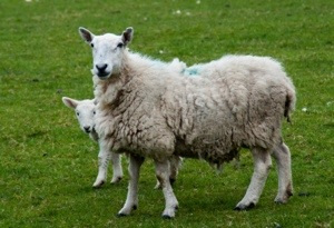 Schafe in Irland