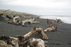 Weißes Treibholz ham schwarzen Strand