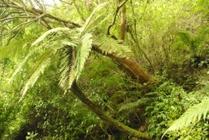 Farnpalme im Regenwald bei den Pancacke Roks