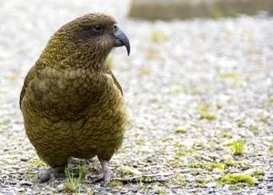 Ein Kea am Parkplatz vorm Franz Josef Gletscher