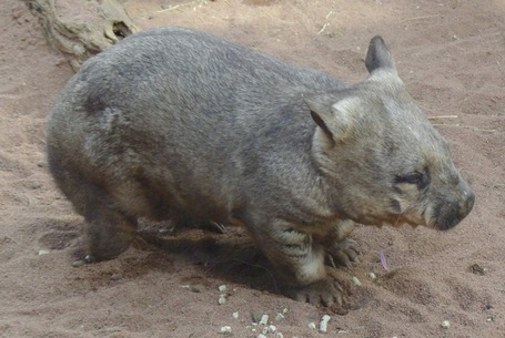 Ein Wombats in voller Größe