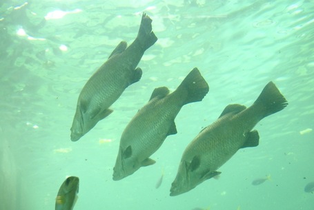Lecker Fisch im SeaLife Aquarium Darling Harbour