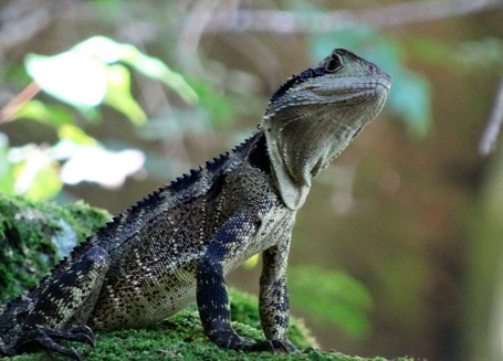 Ein Leguan sitzt auf einem Stein und schaut Schelmig in die Kamera