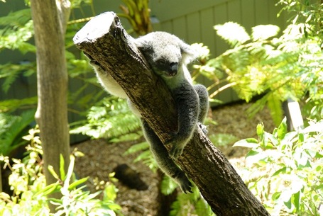 Koala schlafend an einen Baumstamm