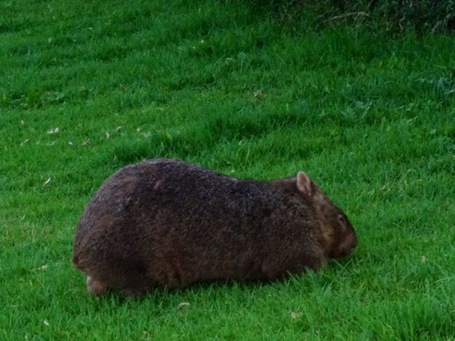 Ein Wombat auf Wiese