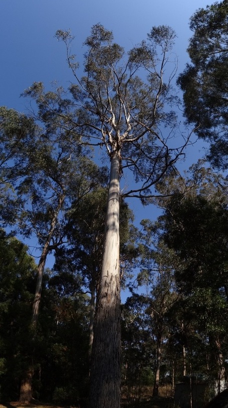 Eukalyptus Baum am Cann River