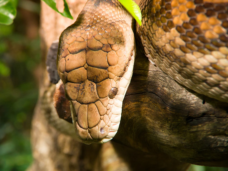 Nahaufnahme einer 5m langen Python