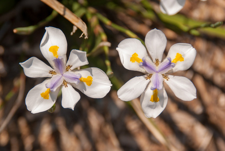Close-up of two beautiful flowers