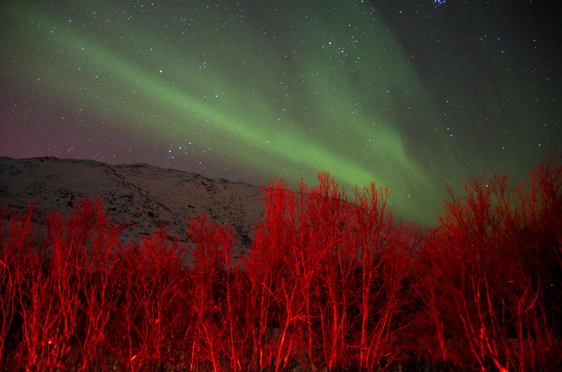 Green Aurora Borealis or Polar lights above a red colored bush